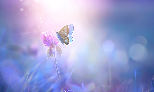Butterfly on clover flower in spring in summer in rays of transparent violet light, soft focus macro. Aerial refined subtle gentle exquisite artistic image beauty of nature.