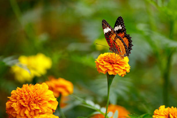butterfly on flower in the jungle of Cuc Phuong butterfly on flower in the jungle of Cuc Phuong butterfly flower stock pictures, royalty-free photos & images