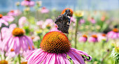 istock Butterfly on the blossom of echinacea on a blurry colorful background 1412923340