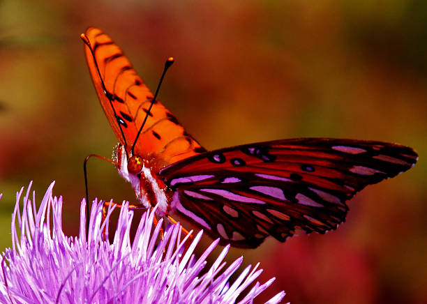 Butterfly on Thistle Closeup stock photo