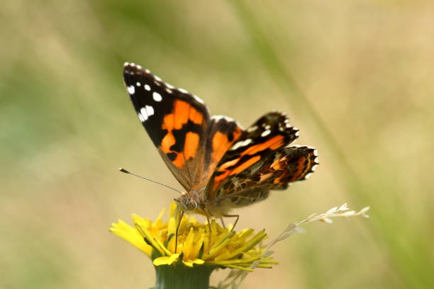 Butterfly - Painted Lady (Vanessa kershawi) stock photo