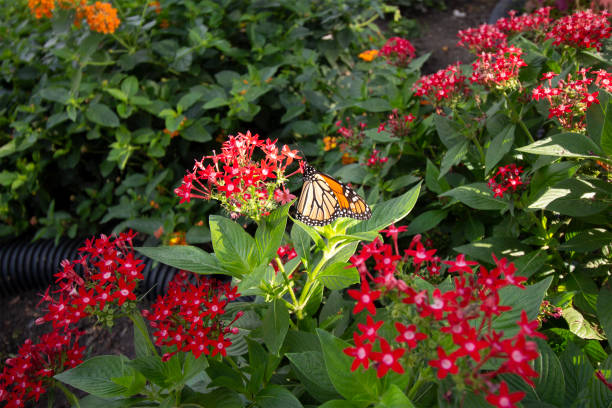 Butterfly A photography of a butterfly. butterfly garden stock pictures, royalty-free photos & images