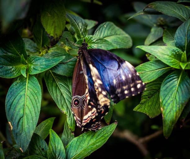 Butterfly Butterfly at La Paz Gardens butterfly garden stock pictures, royalty-free photos & images