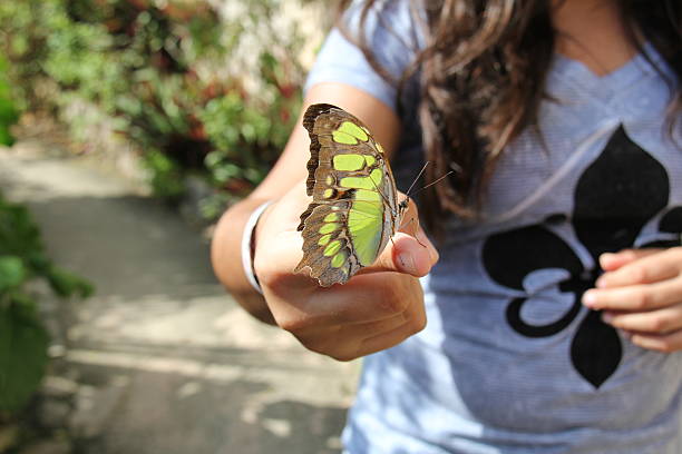 Butterfly siting on female fingers stock photo