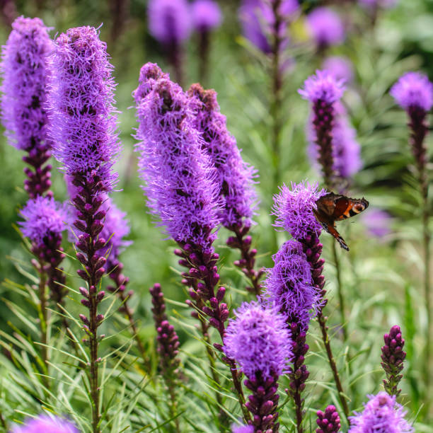 Photo of A butterfly sitting on purple fluffy flowers liatris spikata. Scientific name is Liatris spicata