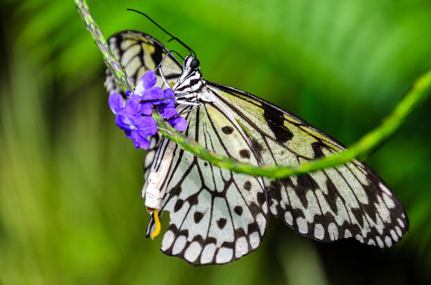motyl tropikalny na roślinie - wald zdjęcia i obrazy z banku zdjęć