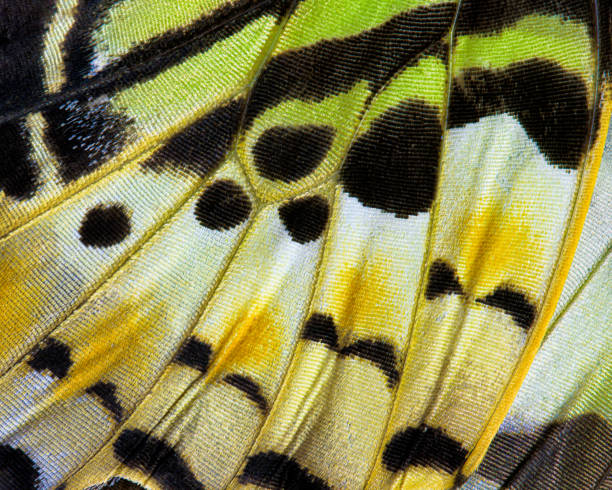 Butterfly wing abstract Close-up of a butterfly (Graphium antiphates verso) wing animal scale photos stock pictures, royalty-free photos & images