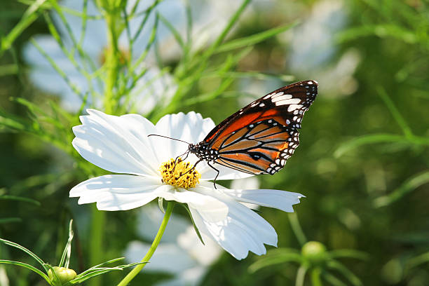 Butterfly with flower Cosmos. stock photo