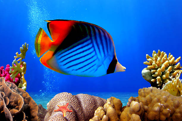 Butterflyfish and coral reef stock photo