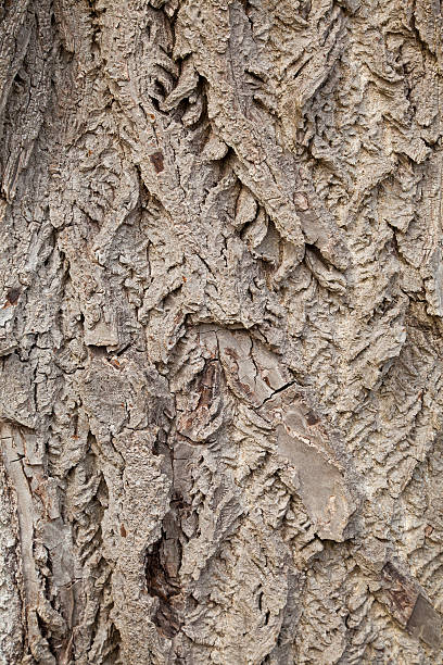 Butternut Tree Bark Background stock photo