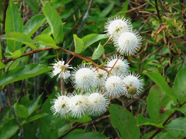 Buttonbush (Cephalanthus occidentalis) stock photo