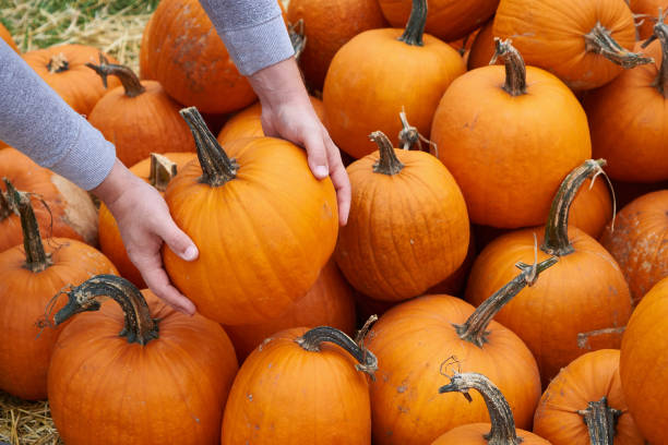 Buyer chooses a pumpkin in the market Close up stock photo