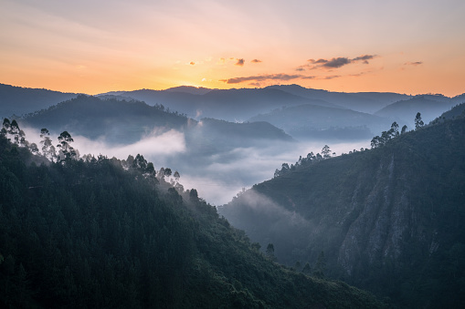 Panoramic image of Bwindi National Park with early morning mood, Uganda