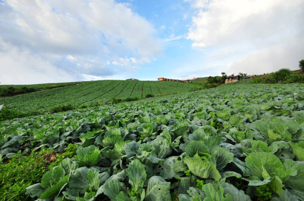 Cabbage farm view at Phu Thup Boek, Thailand stock photo