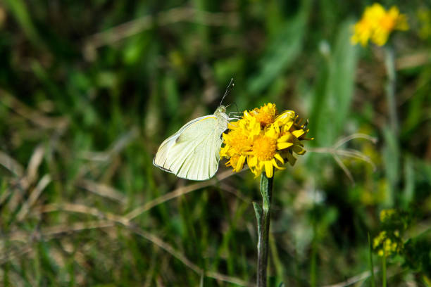 Cabbage garden white butterfly on a flower stock photo