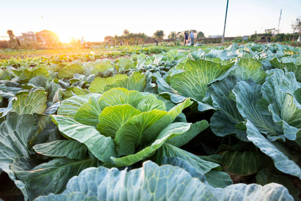 cabbage grow in the field stock photo