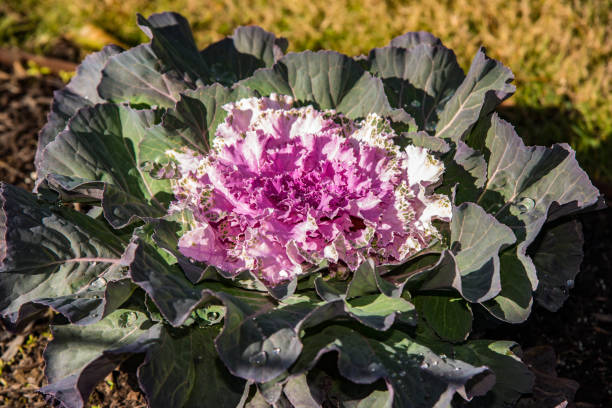 Cabbage stock photo