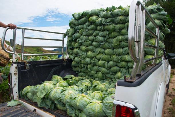 Cabbage stack on truck prepare for delivery stock photo