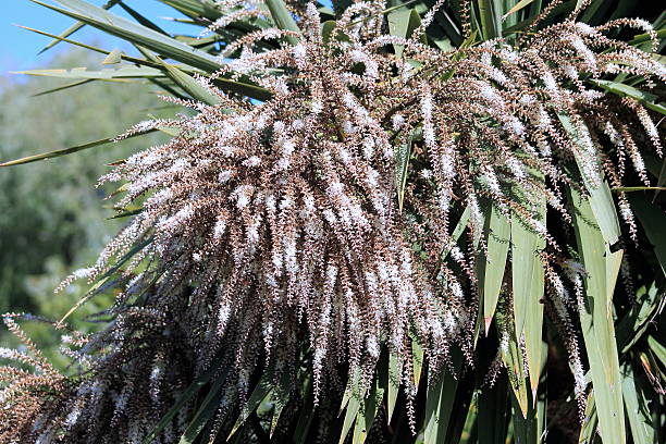 Cabbage Tree in Flower stock photo