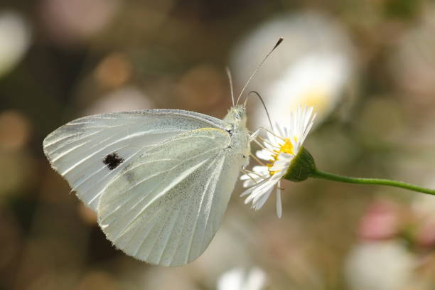 Cabbage White (Pieris rapae) Butterfly, feeding on a Daisy flower. stock photo
