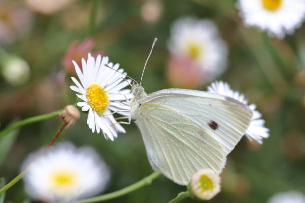 Cabbage White (Pieris rapae) Butterfly, feeding on a Daisy flower. stock photo