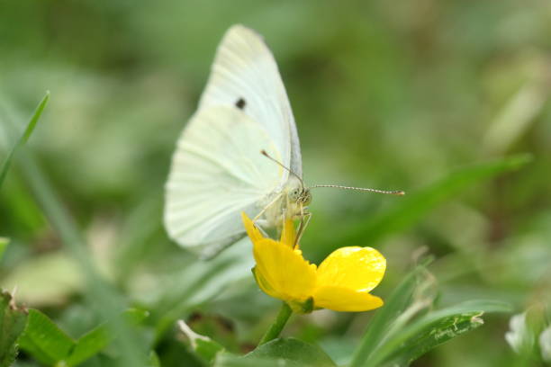 Cabbage White (Pieris rapae) Butterfly, feeding on a yellow Buttercup flower. stock photo