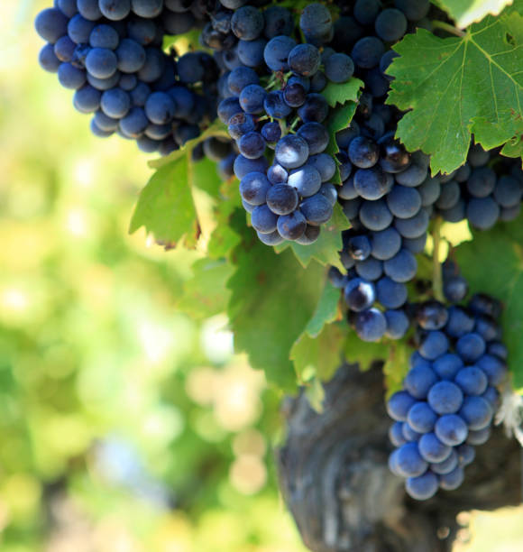 Cabernet sauvignon red wine grapes French vineyard stock photo
