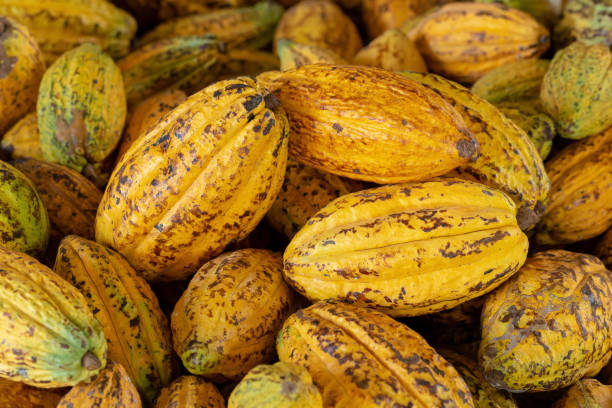 Cacao fruit, raw cacao beans and Cocoa pod background stock photo