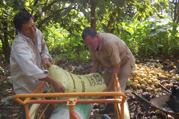 Cacao Growers in Villaflores, Tabasco, stock photo
