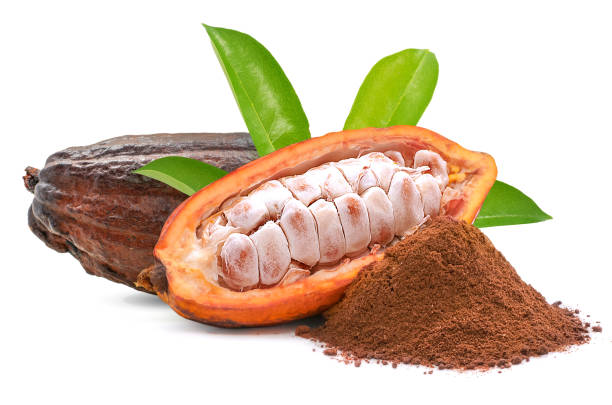 какао или какао фрукты изолированы на белом фоне - cocoa стоковые фото и изображения