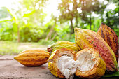 istock Cacao tree seedling and bright yellow orange ripe pods with copy space. Cocoa fruit farming production and agriculture concept. 1296269276