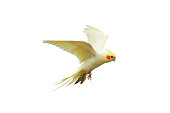 istock Cacatuidae parrot. 1338079211