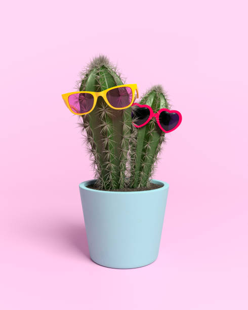 Cacti with glasses in flower pot. stock photo