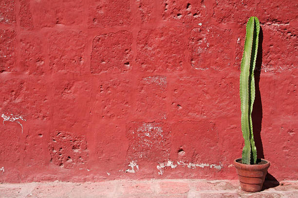 Cactus Against Red Wall stock photo