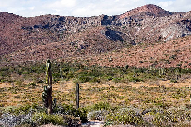 Cactus and Mountains from Bonanza Beach, Baja stock photo