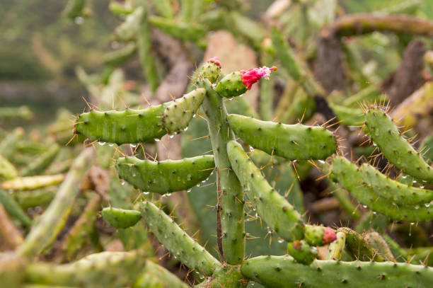 кактус и сочные растения после ливня в сан-диего, калифорния - has san hawkins стоковые фото и изображения