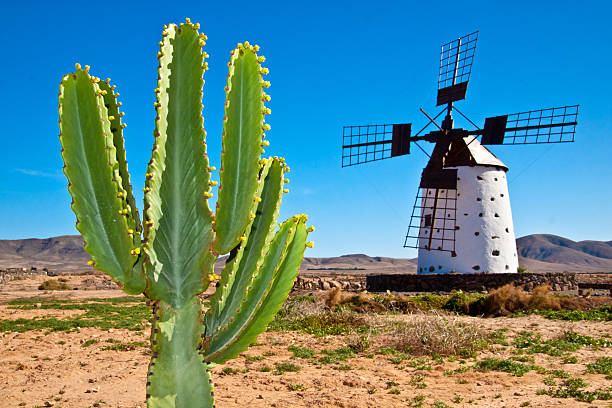Cactus and the traditional windmill at Fuertaventura stock photo