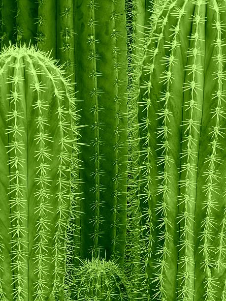 Cactus background stock photo