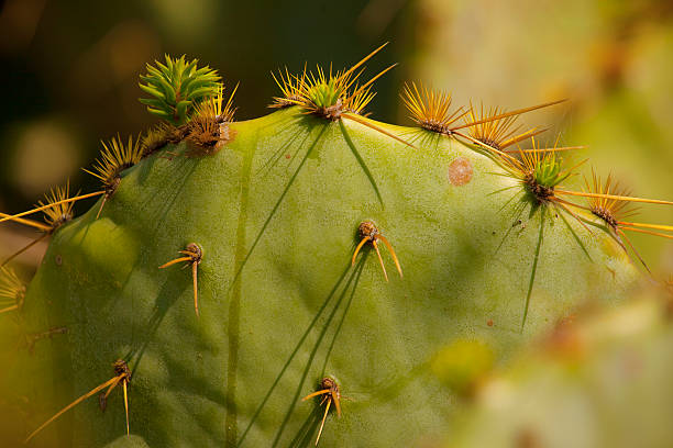 Cactus Barbs stock photo