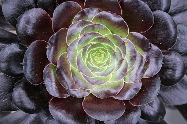 Purple Succulents Stock Photos, Pictures & Royalty-Free Images - iStock