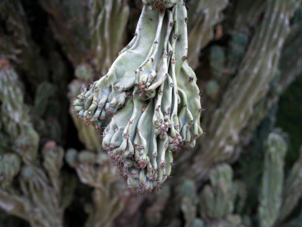 Cactus Closeup stock photo