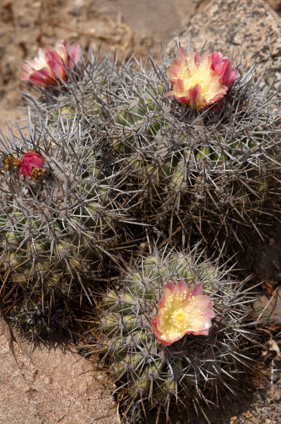 Cactus Copiapoa stock photo