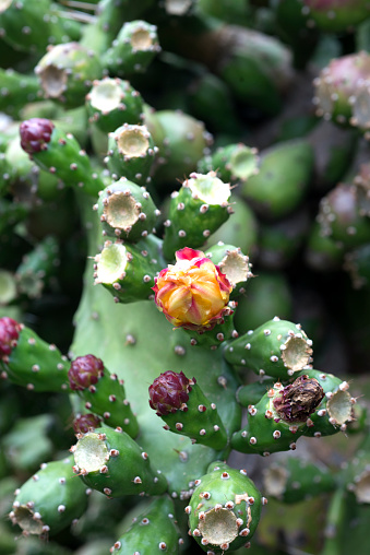 A prickly pear cactus blooms.