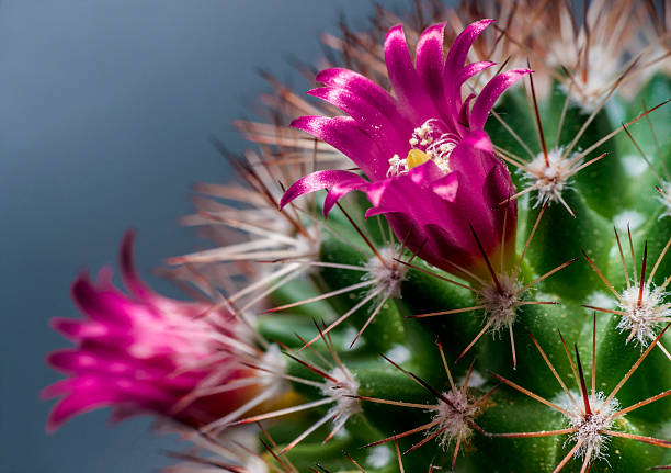 Cactus flowering stock photo