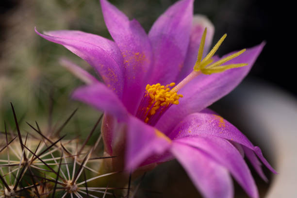 Cactus flowers macro pictures. stock photo