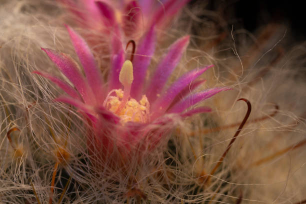 Cactus flowers macro pictures. stock photo