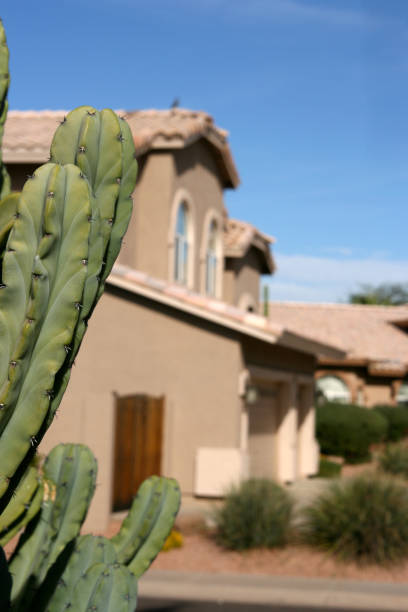 Cactus Home stock photo