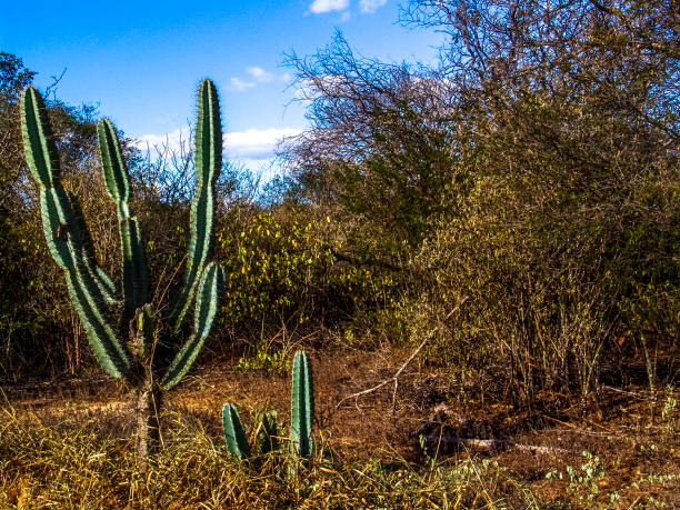Cactus in caatinga Mandacaru cactus in the middle of the caatinga vegetation, in northeastern Brazil caatinga stock pictures, royalty-free photos & images