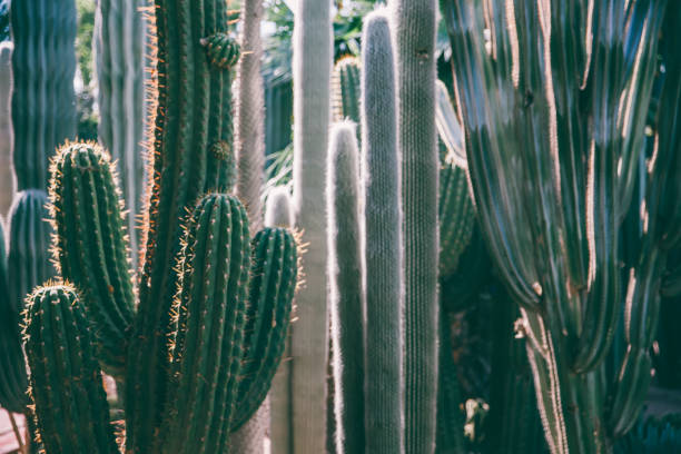 cactus in marrakech - marrakech desert imagens e fotografias de stock