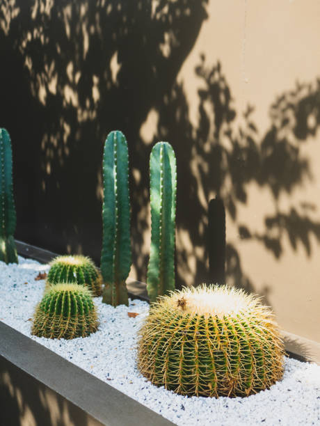 Cactus in the garden cafe. stock photo